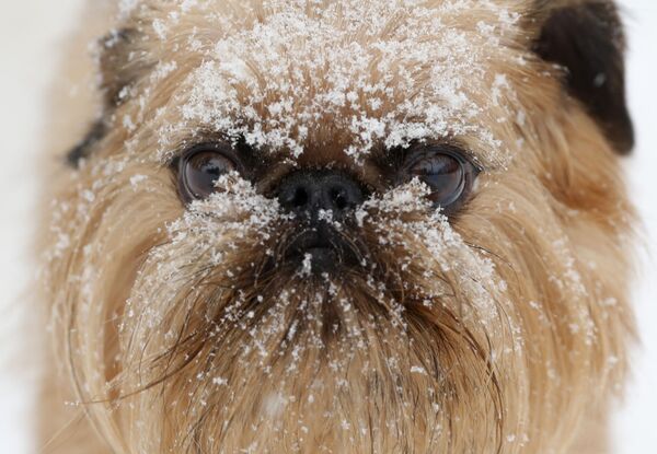 Снег на морде пса в центре ухода за собаками Hounds on the Hudson в Олбани, штат Нью-Йорк, США - Sputnik Беларусь