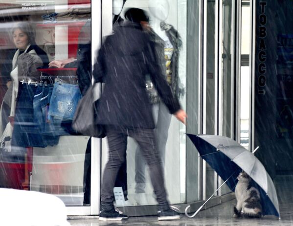 Кошка прячется под зонтом, оставленным перед магазином в македонской столице Скопье - Sputnik Беларусь