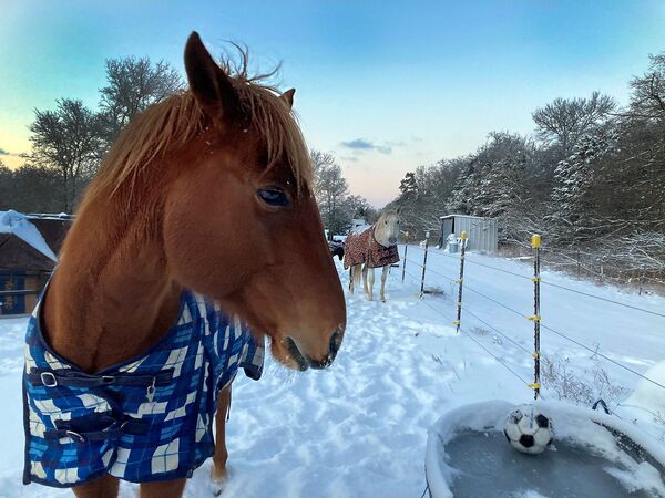Лошадь в попоне у поилки с замерзшей водой в Техасе, США - Sputnik Беларусь
