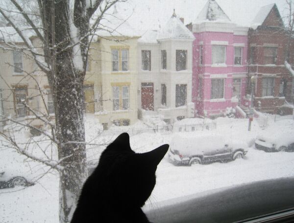 Кошка смотрит из окна на заснеженную улицу в Вашингтоне - Sputnik Беларусь