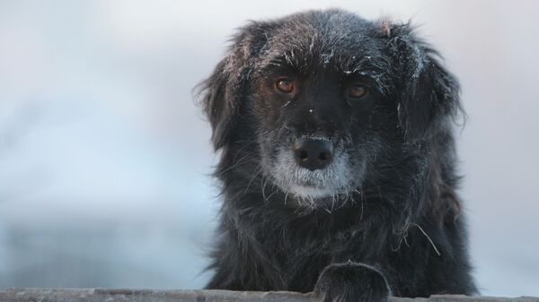 Дворовая собака в городе Тара Омской области в сильный мороз - Sputnik Беларусь
