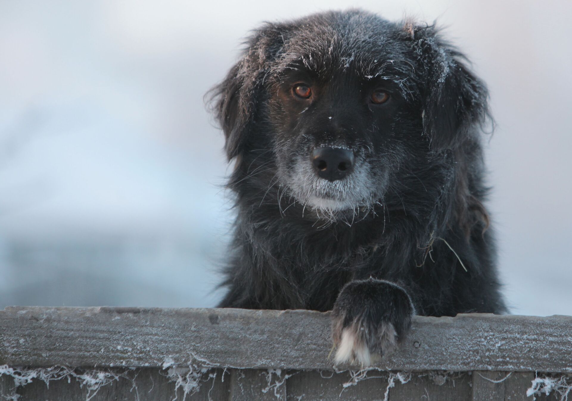 Дворовая собака в городе Тара Омской области в сильный мороз - Sputnik Беларусь, 1920, 27.11.2023