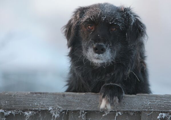 Дворовая собака в городе Тара Омской области в сильный мороз - Sputnik Беларусь