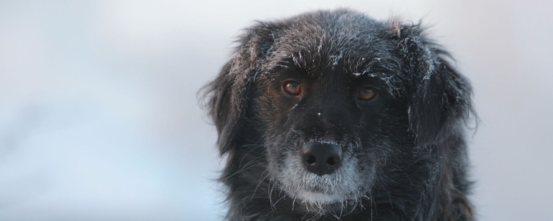 Дворовая собака в городе Тара Омской области в сильный мороз - Sputnik Беларусь, 1920, 05.01.2022