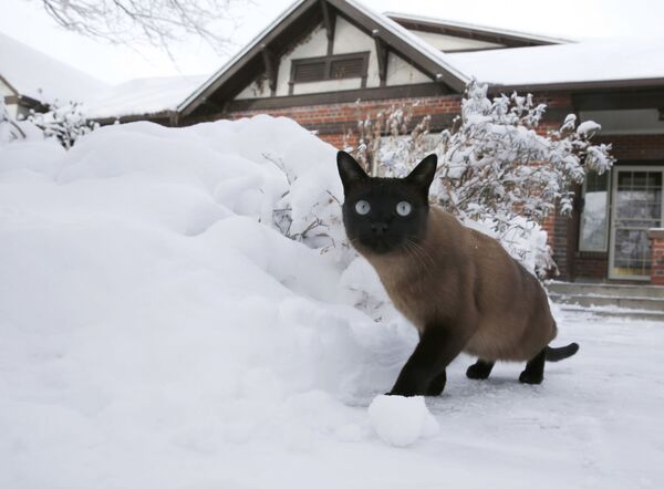 Кот гуляет во дворе после снежной бури в Денвере - Sputnik Беларусь