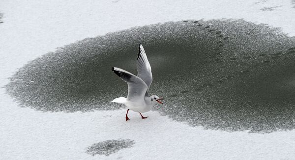  Чайка прогуливается по замерзшему озеру в Берлине - Sputnik Беларусь