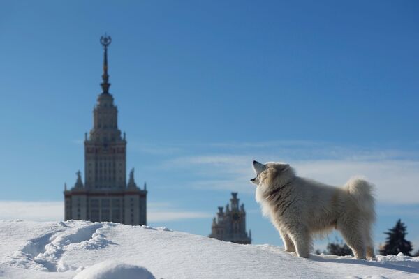 Собака на снегу лает на фоне здания МГУ в Москве - Sputnik Беларусь