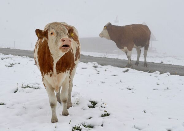 Коровы на горном пастбище в австрийской провинции Зальцбург - Sputnik Беларусь