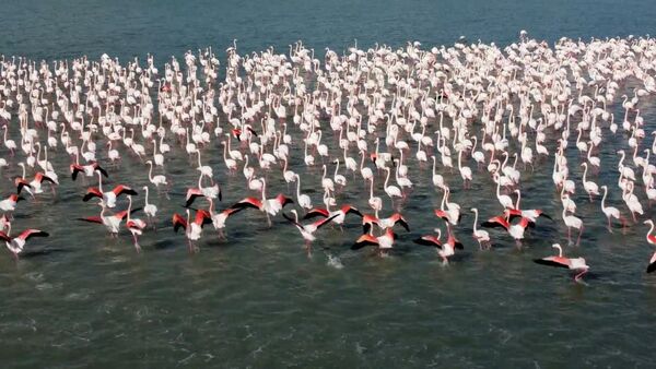 Видеофакт: фламинго возвращаются на озеро Караколь - Sputnik Беларусь