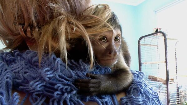 Моя вторая мама: зоотехник выхаживает обезьянку Чипу – видео - Sputnik Беларусь