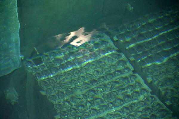 Ядерные стержни в бассейне для отработанного топлива внутри реактора № 4 на АЭС Фукусима 7 ноября 2013 года - Sputnik Беларусь