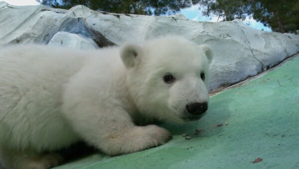 Белые медвежата стали сиротами, теперь их выхаживают люди – видео - Sputnik Беларусь