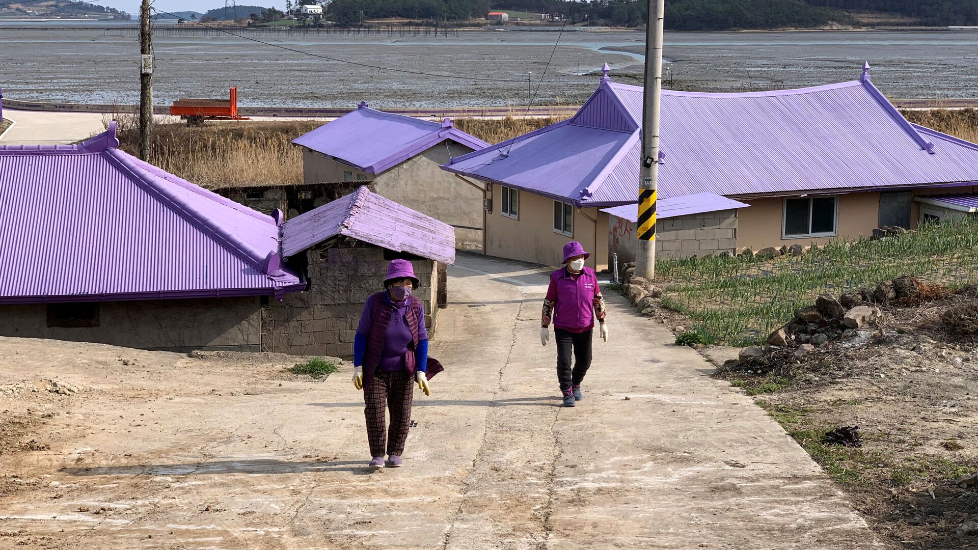 Жители в фиолетовой одежде гуляют по Пурпурному острову в Шинане, Южная Корея - Sputnik Беларусь, 1920, 27.11.2021