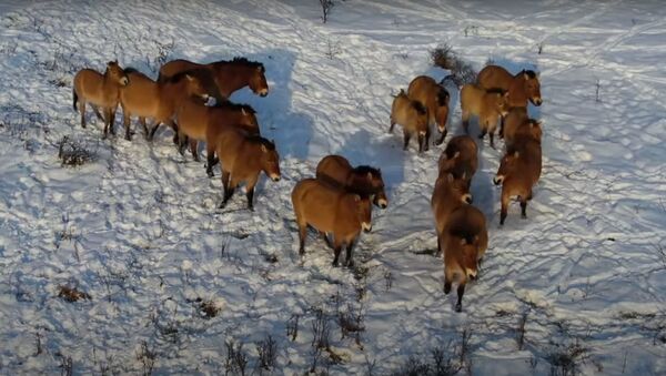 Исчезающий вид: как лошади Пржевальского живут в Чернобыльской зоне - Sputnik Беларусь
