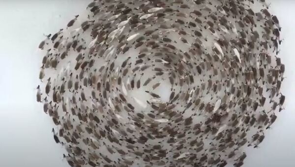 Встаньте в круг: олени водят хоровод в Мурманской области – видео - Sputnik Беларусь