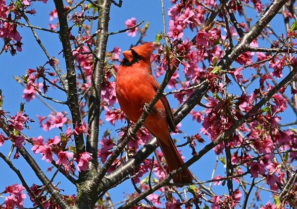Птица красный кардинал сидит на ветке цветущего дерева в Национальном дендрарии в Вашингтоне - Sputnik Беларусь