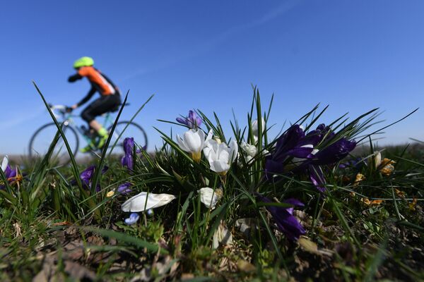 Велосипедист проезжает мимо цветущих крокусов на берегу Дуная в Лангенлебарне, Австрия - Sputnik Беларусь