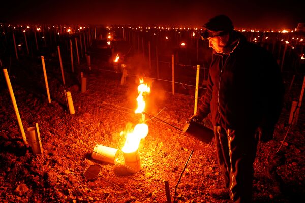Cпасение урожая винограда от заморозков во Франции  - Sputnik Беларусь