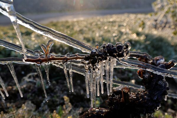 Cпасение урожая винограда от заморозков во Франции  - Sputnik Беларусь
