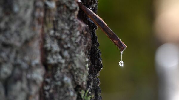 Сбор березового сока - Sputnik Беларусь