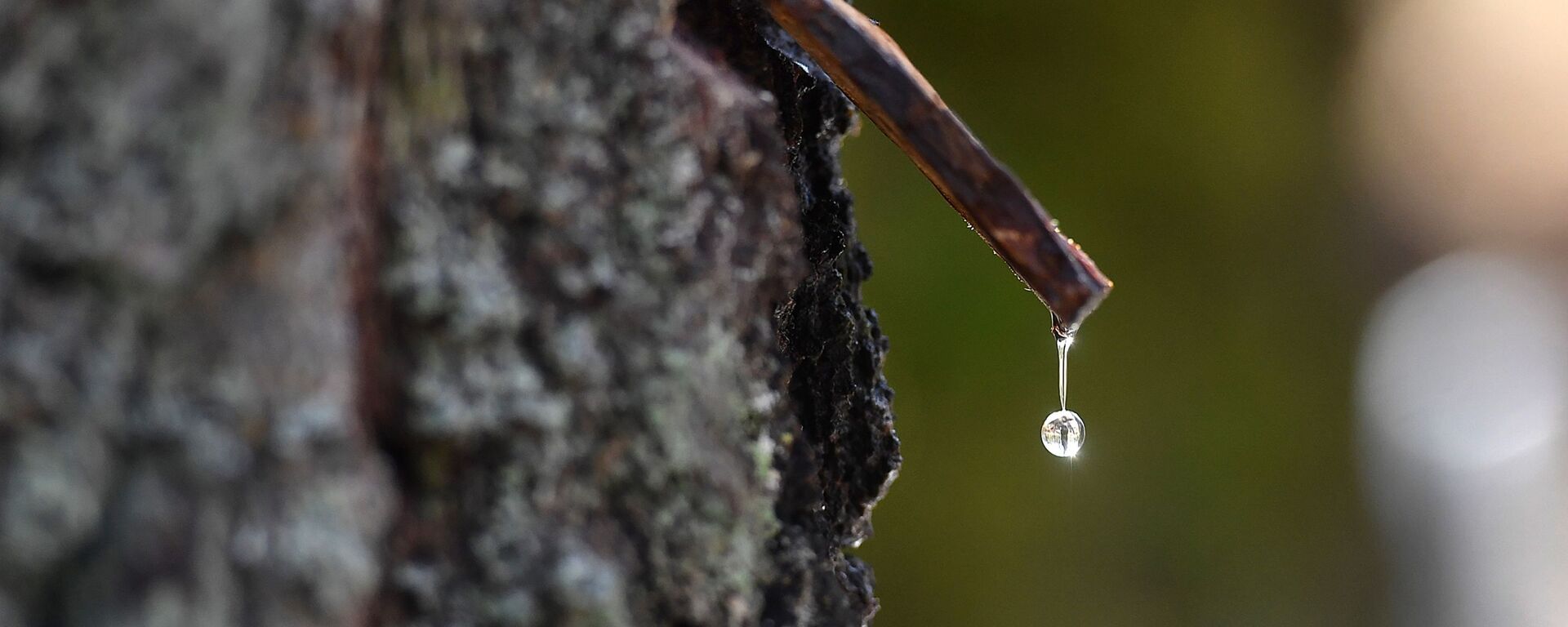 Сбор березового сока - Sputnik Беларусь, 1920, 18.03.2026