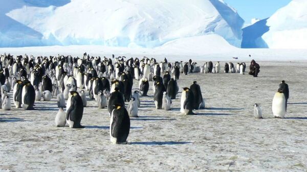Пингвины - неотъемлемая часть пейзажей Антарктиды - Sputnik Беларусь
