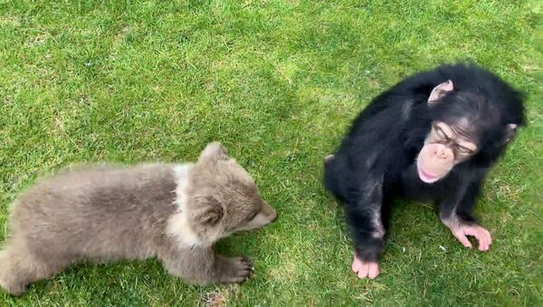 Видеофакт: трогательная дружба медвежонка и шимпанзе в турецком зоопарке - Sputnik Беларусь