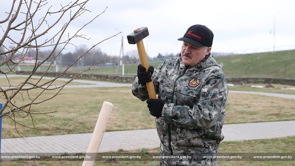 Президент Беларуси Александр Лукашенко на субботнике - Sputnik Беларусь