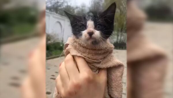 В женском монастыре спасли провалившегося в канализацию котенка – видео - Sputnik Беларусь