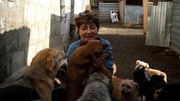 Женщина приютила 700 бездомных собак – видео - Sputnik Беларусь