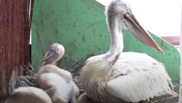 Редкая птица: в Московском зоопарке родились кудрявые пеликаны - Sputnik Беларусь