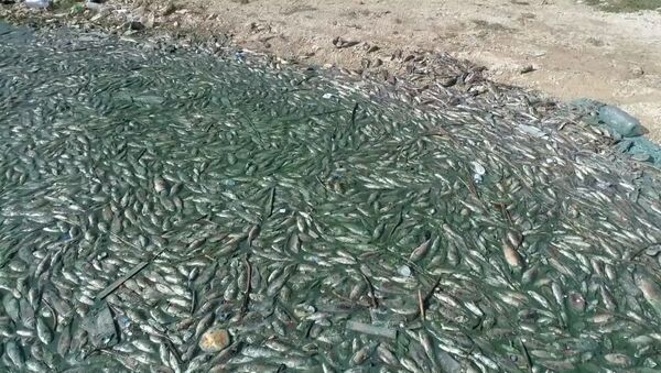 Экологическая катастрофа в Ливане привела к массовой гибели рыбы — видео  - Sputnik Беларусь