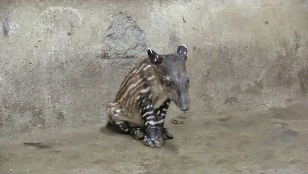 Два тапира родились в Национальном зоопарке Никарагуа – видео - Sputnik Беларусь