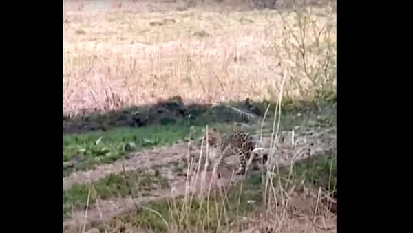 Редкий дальневосточный леопард вышел к людям и попал на видео - Sputnik Беларусь
