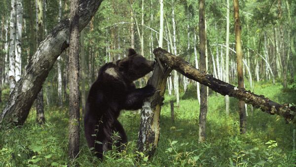 Бурый медведь в лесу - Sputnik Беларусь