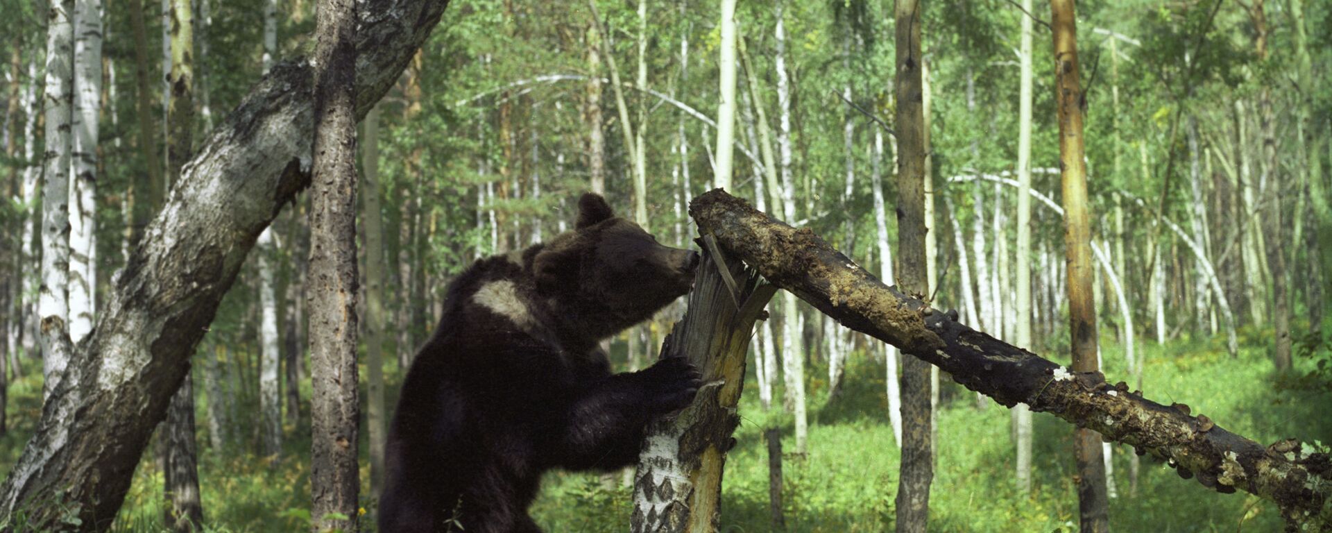 Бурый медведь в лесу - Sputnik Беларусь, 1920, 22.05.2021