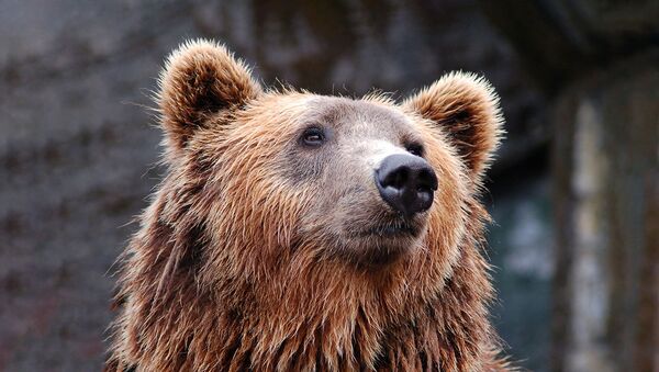 Люди в панике: большой медведь ходит по деревням и крушит улья – видео  - Sputnik Беларусь