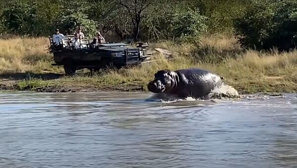 Антилопа забралась на бегемота, чтобы спастись от гиеновидных собак - видео - Sputnik Беларусь