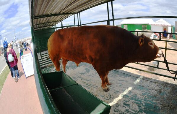 Племенной бычок на выставке сельскохозяйственных животных. - Sputnik Беларусь