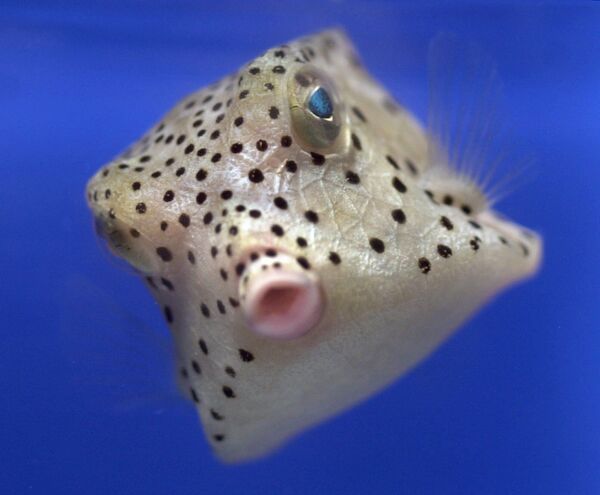Кузавок-кубік - маленькая рыбка, якая жыве ў водах Ціхага і Індыйскага акіянаў. - Sputnik Беларусь