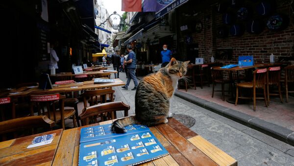Кошка сидит на пустом столе в Стамбуле - Sputnik Беларусь