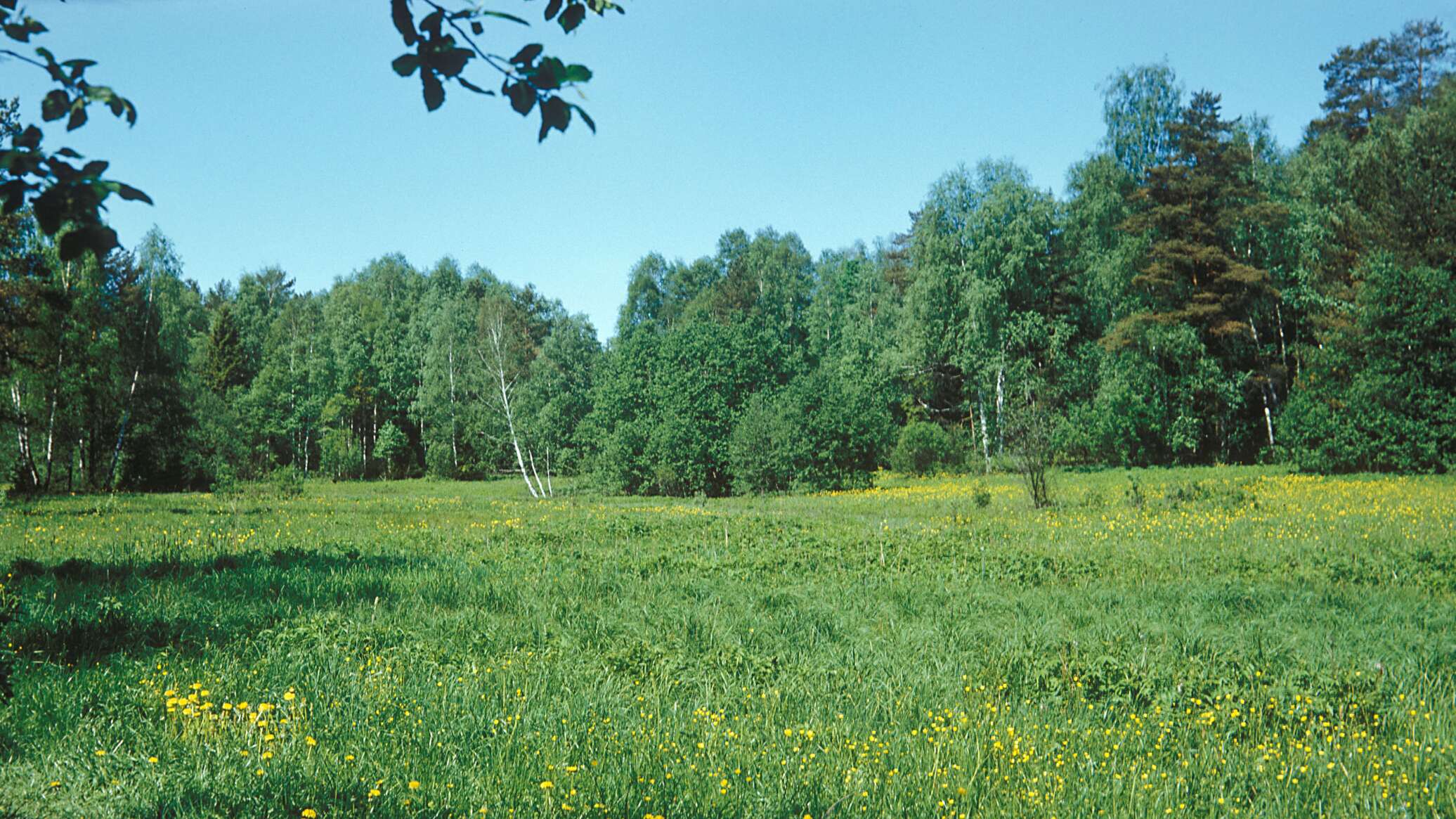 Лесной белоруссия отзывы