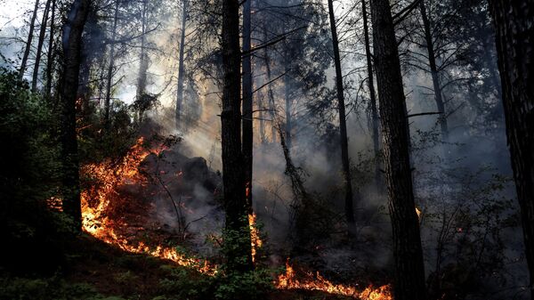 Лесные пожары в Турции - Sputnik Беларусь