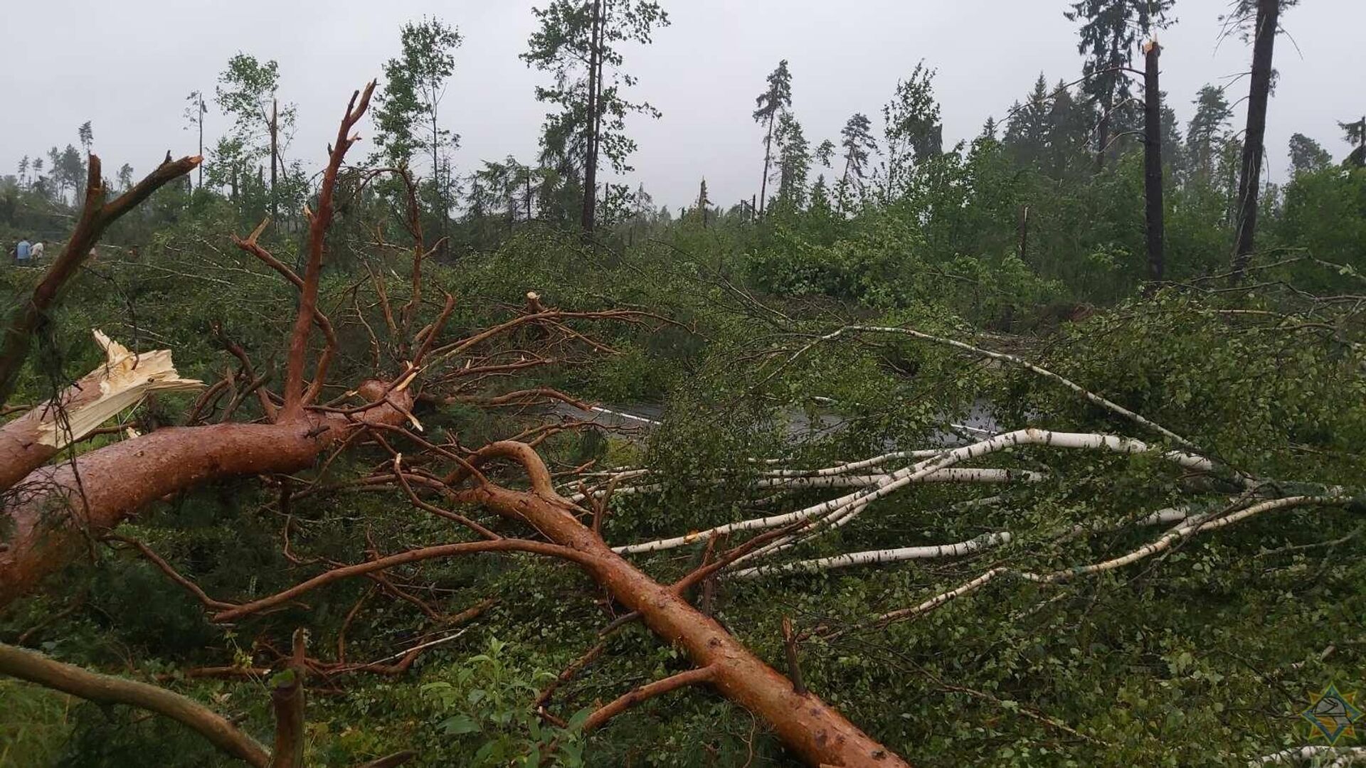 Дерево сильная буря. Ураган в Витебской области. Поваленное дерево. Поваленные деревья в лесу после урагана. Лес после урагана.