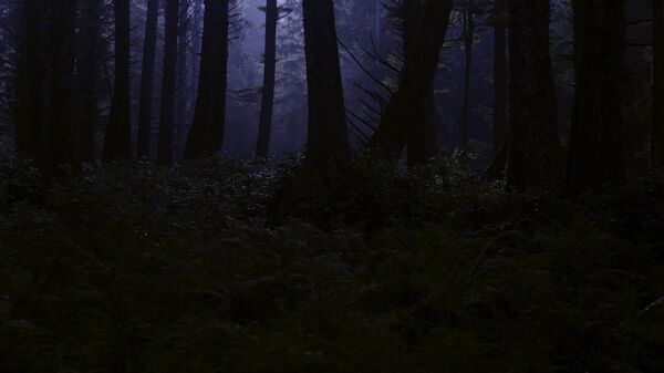 Ночной лес, архивное фото - Sputnik Беларусь