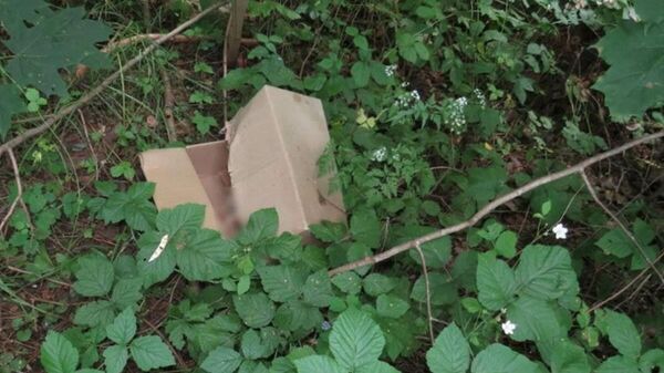 Тело новорожденной девочки нашли в коробке в лесу Мозыря - Sputnik Беларусь