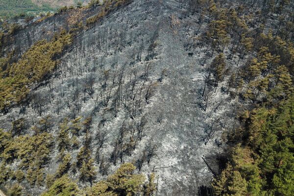 Более 53 тыс гектаров леса уничтожено пожарами в турецкой курортной провинции Мугла. - Sputnik Беларусь