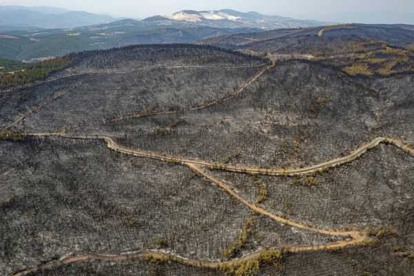 Турецкие власти намерены посадить 250 миллионов деревьев в регионах, пострадавших от лесных пожаров, заявил президент Турции Тайип Эрдоган. - Sputnik Беларусь