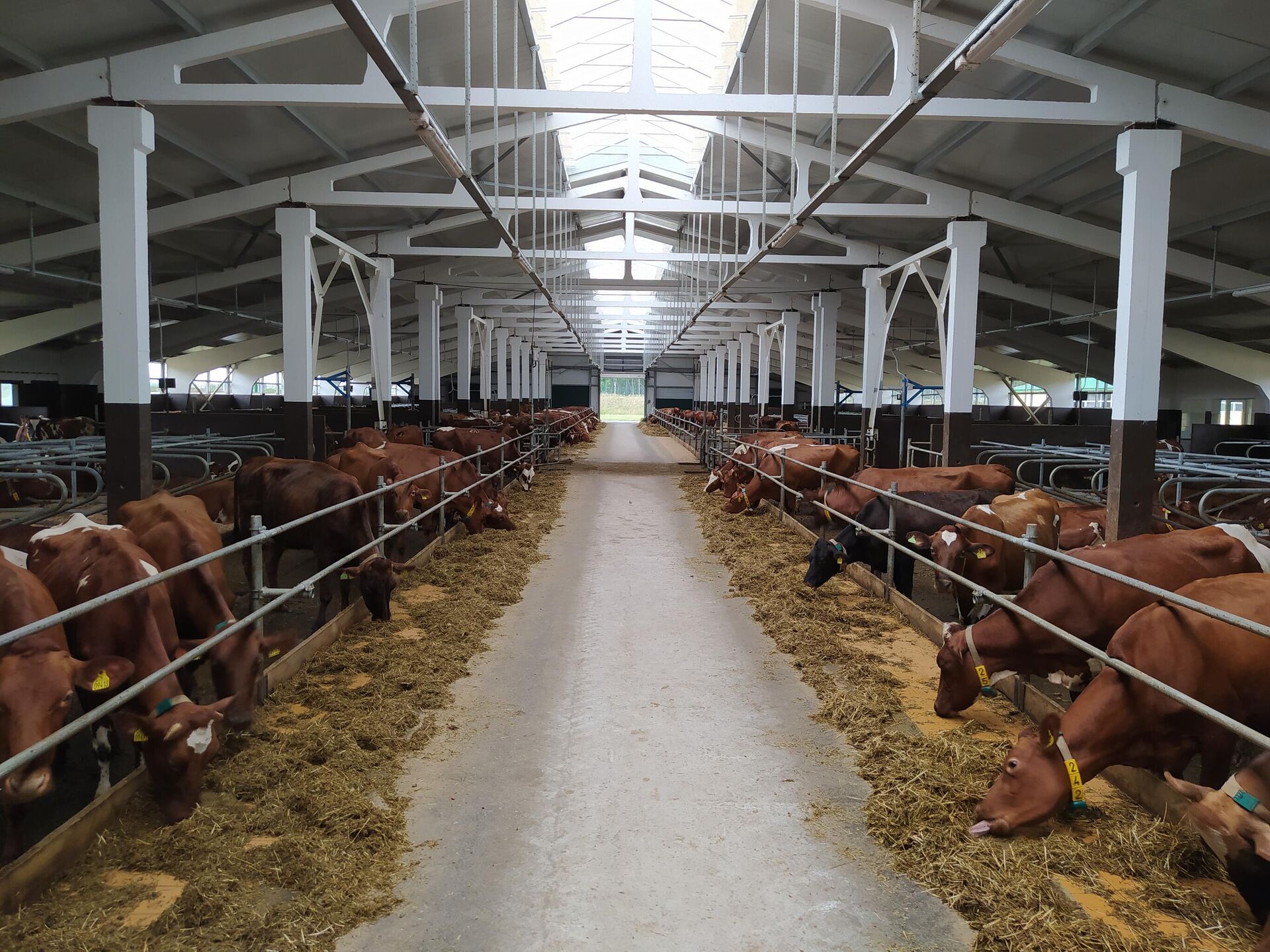 Корова красной породы дает в сутки до 25 литров молока с жирностью 4,7% - Sputnik Беларусь, 1920, 13.08.2021