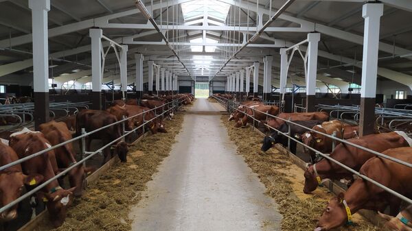 Молочно-товарная ферма - Sputnik Беларусь